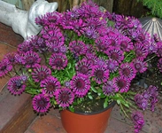 Bodrum Papatyası Bakımı Nasıl Yapılır?