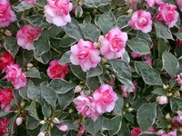 Cam Güzeli Çiçeği Bakımı Nasıl Yapılır?