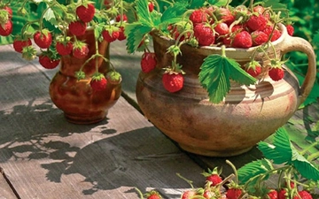 Çilek Bakımı Nasıl Yapılır?