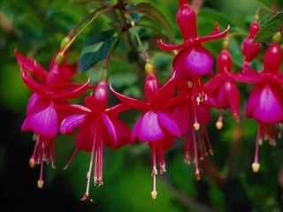 Küpeli Çiçeğinin Bakımı Nasıl Yapılır?