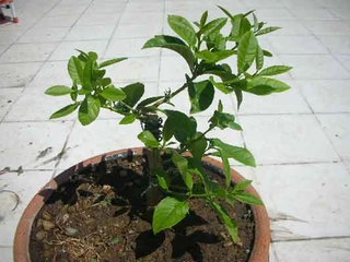 Limon Fidanı Bakımı Nasıl Yapılır?