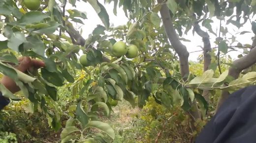 Ağaç Bakımı Önemli Unsurlar