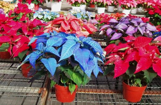 Atatürk Çiçeği Bakımı Atatürk Çiçeği Toprağı Nasıl Olmalı