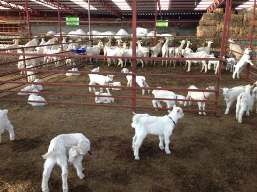 Keçi Bakımı Keçilerde Tırnak Bakımı