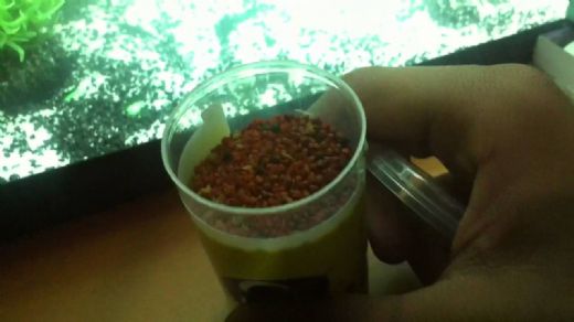 Lepistes Yavru Bakımı Nasıl Olmalı?