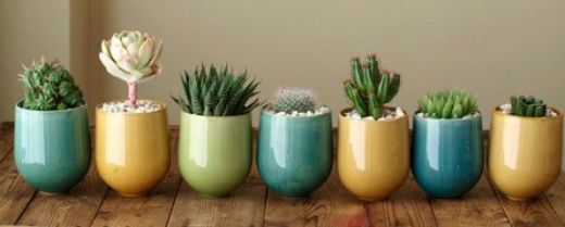 Minik Kaktüs Bakımında Sulama