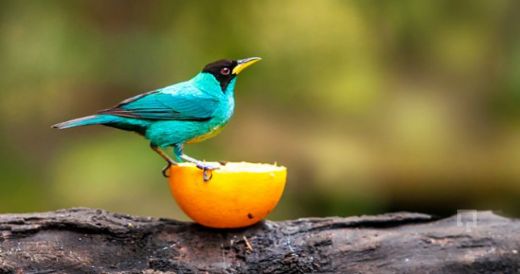 Saka Bakımı Saka Kuşu Bakımı Özellikleri