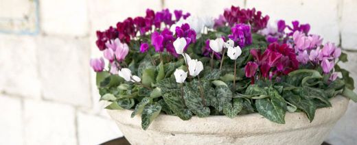 Sıklamen Bakımı Sonrası