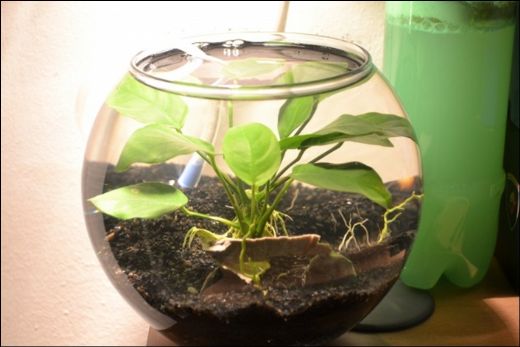Terrarium Bakımı Terrarium Nasıl Elde Edilir