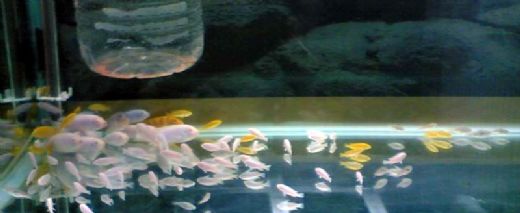 Yavru Balık Bakımı Nasıl Olmalıdır?