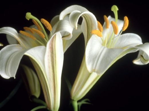 Zambak Çiçeği Bakımı Nasıl Yapılmalı?