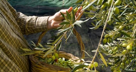 Zeytin Ağacı Bakımı Türleri ve Özellikleri