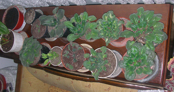 Afrika Menekşesi Bakımı Nasıl Yapılır?