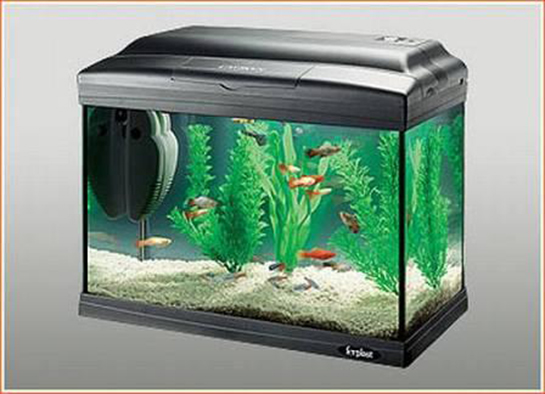 Akvaryum Bakımı Nasıl Yapılır?