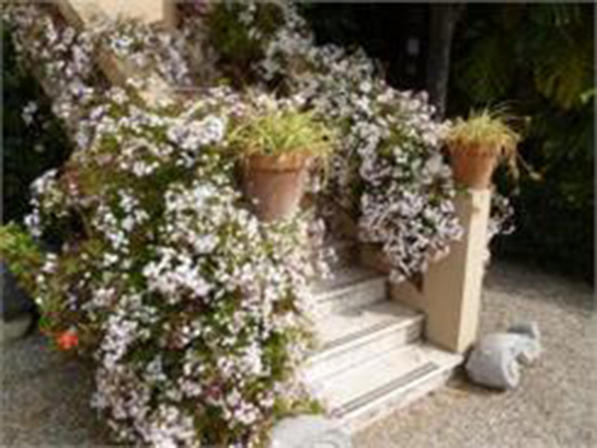 Arap Yasemini Bakımı Nasıl Yapılır?