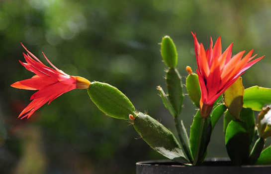 Atlas Çiçeği Bakımı Nasıl Yapılır?