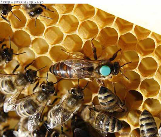 Bal Arısının Bakımı Nasıl Yapılır?