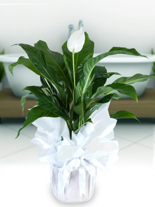 Barış Çiçeği Bakımı Nasıl Yapılır?