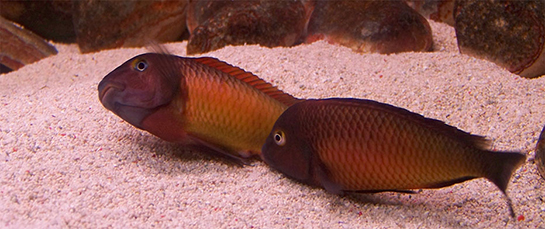 Beta Balığı Bakımı Nasıl Yapılır?