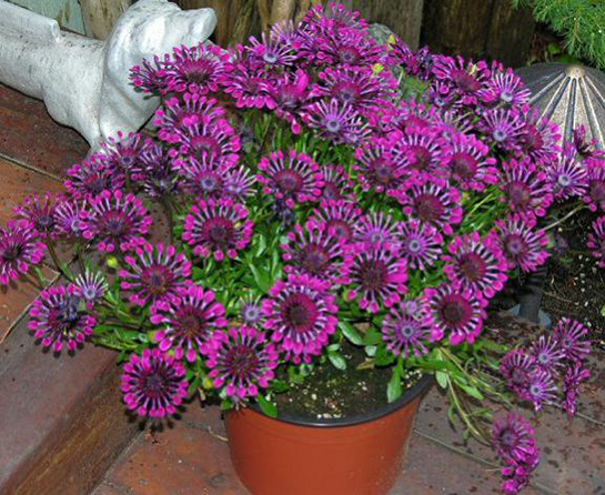 Bodrum Papatyası Bakımı Nasıl Yapılır?