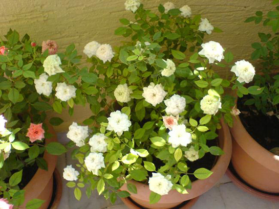 Bodur Gül Bakımı Nasıl Yapılır?