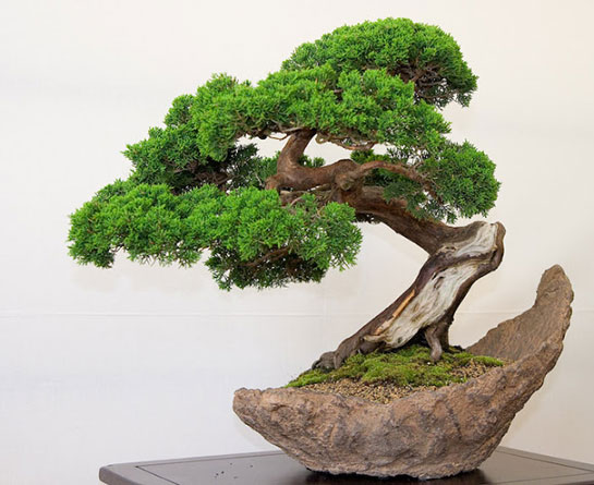 Bonsai Bakımı Nasıl Yapılır?