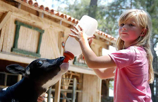 Buzağı Bakımı Nasıl Yapılır?