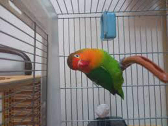 Cennet Papağanı Bakımı Nasıl Yapılır?