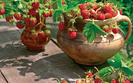 Çilek Bakımı Nasıl Yapılır?