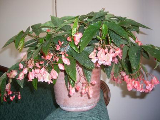 Çilli Begonya Bakımı Nasıl Yapılır?