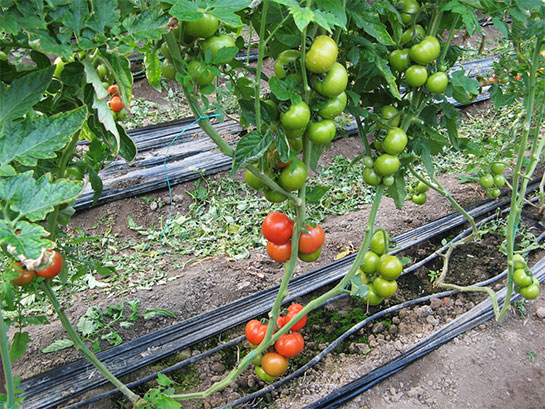 Domates Bakımı Nasıl Yapılır?