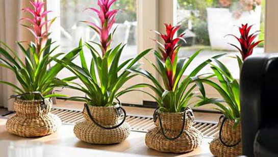 Evde Çiçek Bakımı Nasıl Yapılır?