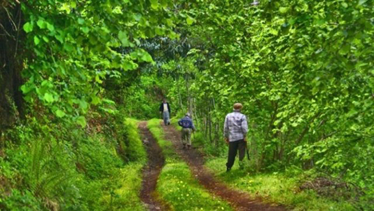 Fındık Bakımı Nasıl Yapılır?