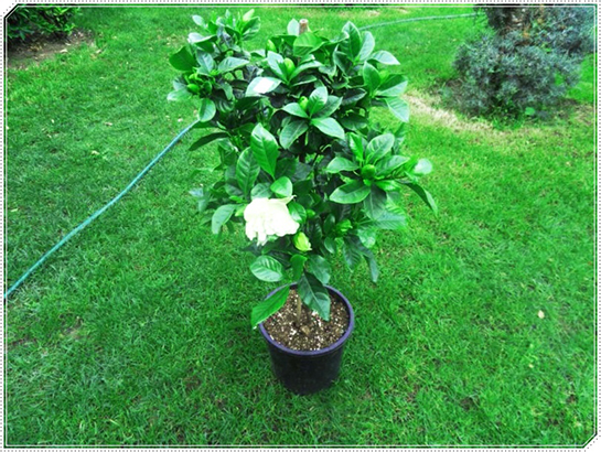 Gardenya Bakımı Nasıl Yapılır?