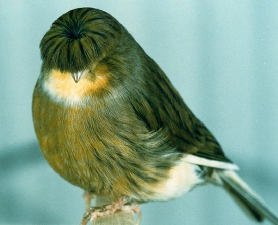 Gloster Kanarya Bakımı Nasıl Yapılır?