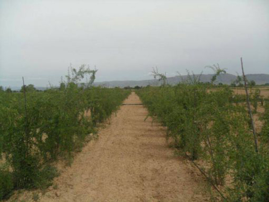 Goji Berry Bakımı Nasıl Yapılır?