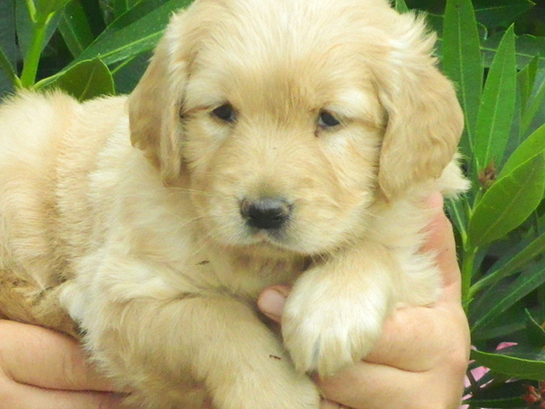 Golden Retriever Bakımı Nasıl Yapılır?