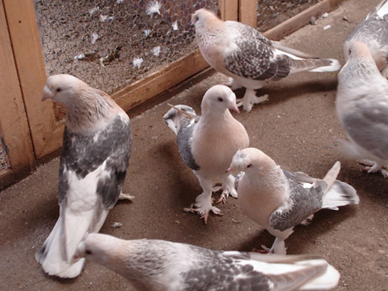 Güvercin Bakımı Nasıl Yapılır?