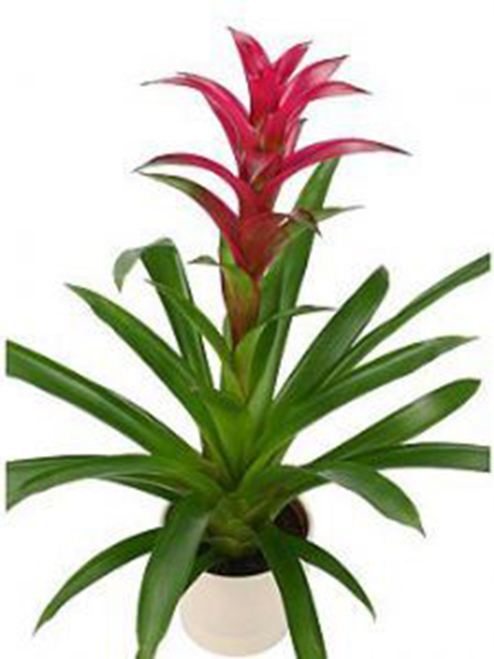 Guzmanya Çiçeği Bakımı Nasıl Yapılır?