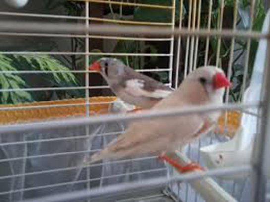 Hint Bülbülü Bakımı Nasıl Yapılır?