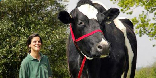 İnek Bakımı Nasıl Yapılır?