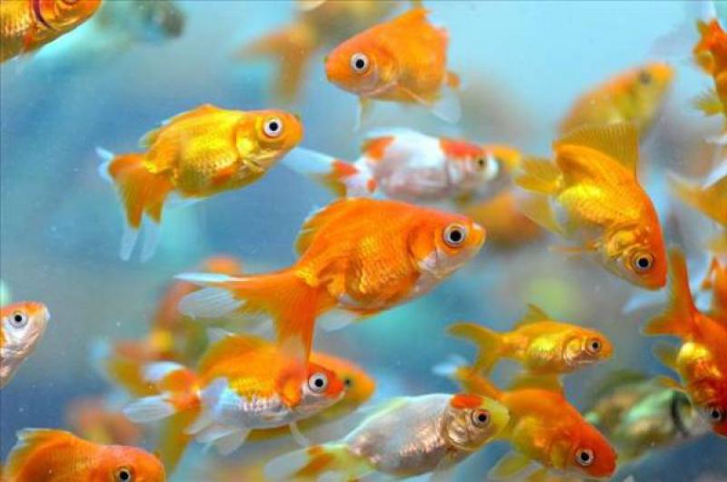 Japon Balığı Bakımı Nasıl Yapılır?