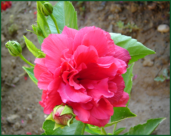 Japon Gülü Bakımı Nasıl Yapılır?