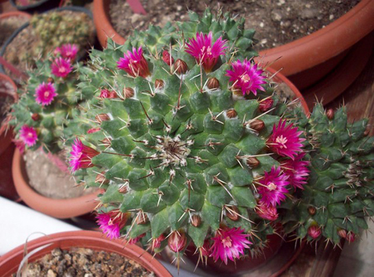 Kaktüs Bakımı Nasıl Yapılır?