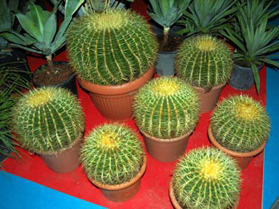 Kaktüs Çiçeği Bakımı Nasıl Yapılır?