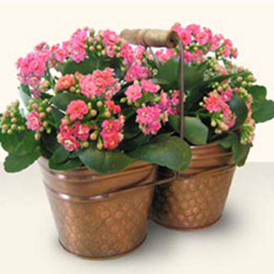 Kalanchoe Çiçeği Bakımı Nasıl Yapılır?