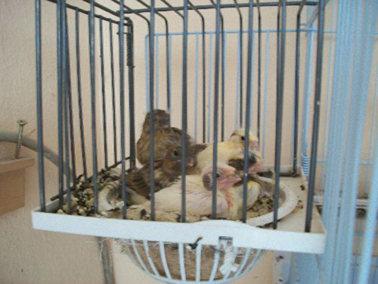 Kanarya Yavru Bakımı Nasıl Yapılır?