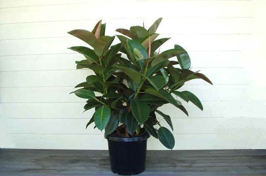 Kauçuk Çiçeğinin Bakımı Nasıl Yapılır?