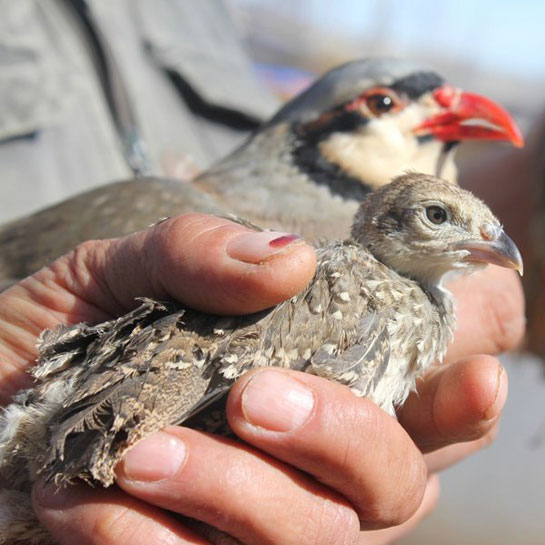 Keklik Bakımı Nasıl Yapılır?