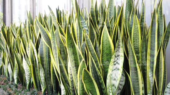 Kılıç Çiçeği Bakımı Nasıl Yapılır?